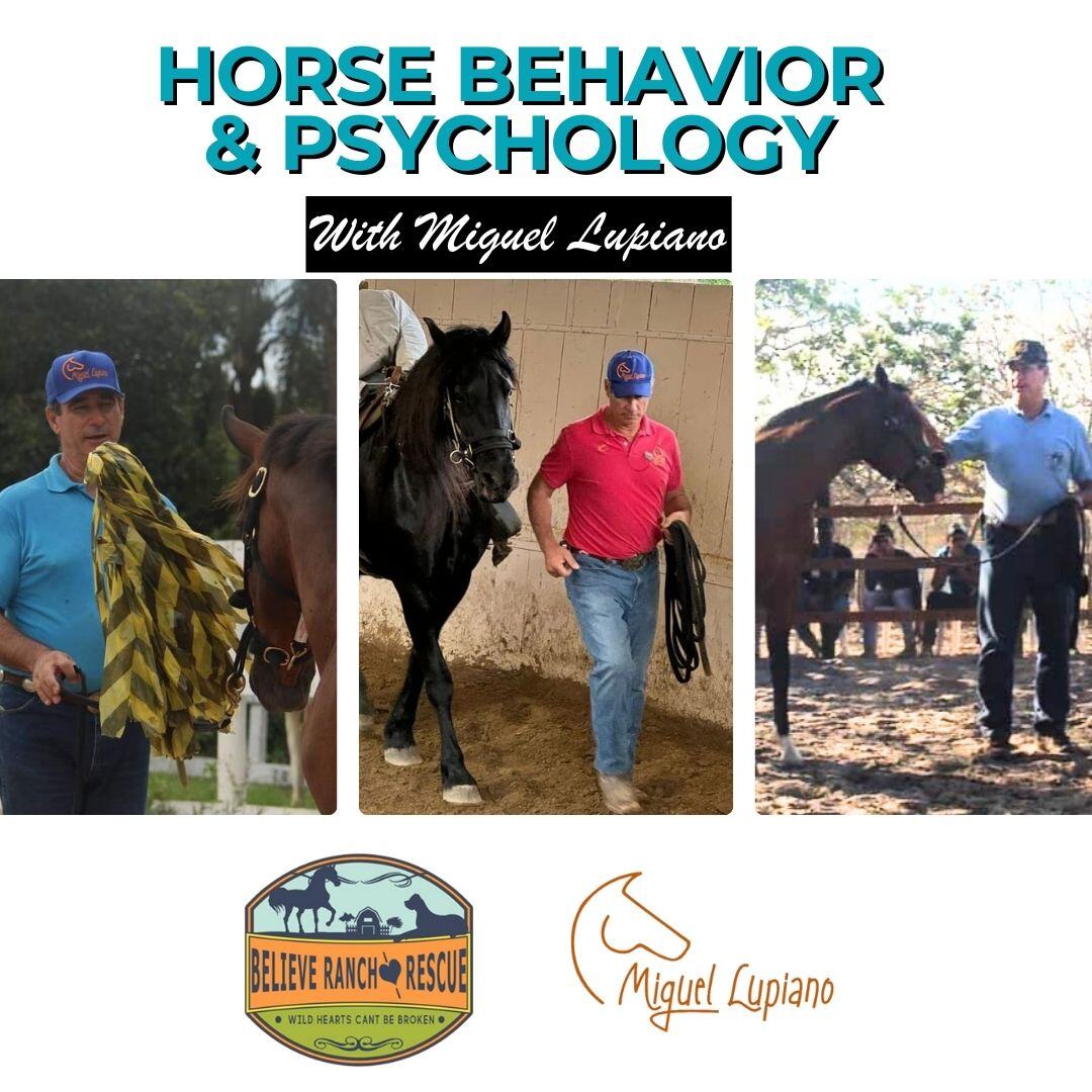 miguel horse psychology